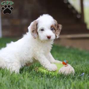 Jewel, Cockapoo Puppy